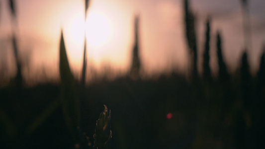 日落时有麦田植物视频