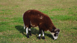 草原上一片深色的羊毛10秒视频