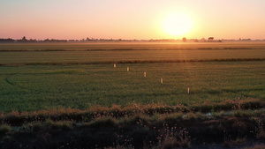 看见太阳在农业田间升起44秒视频