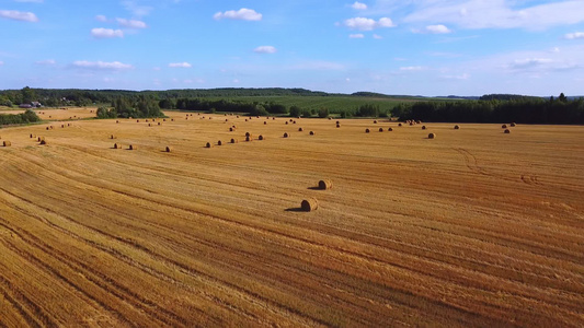 田间小麦的稻草卷面包生产概念在野外飞过视频
