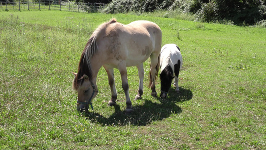 两匹马在草地里放牧视频