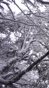 冰天雪地雾凇美景古树上雾凇视频