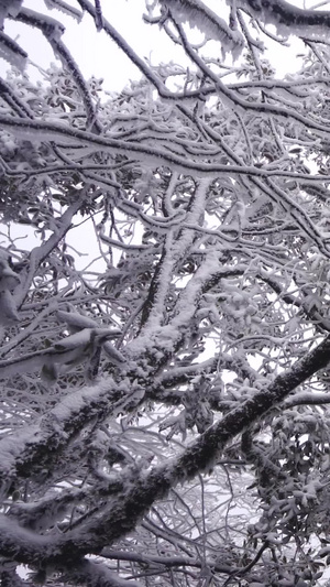 冰天雪地雾凇美景古树上雾凇89秒视频