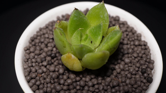 石英多肉植物盆栽绿植视频