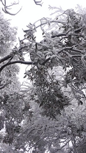 冰天雪地雾凇美景古树上雾凇视频