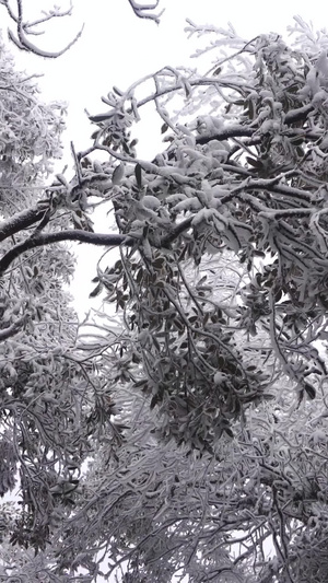 冰天雪地雾凇美景古树上雾凇89秒视频