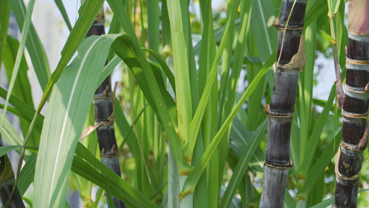 菜园里种植的甘蔗视频