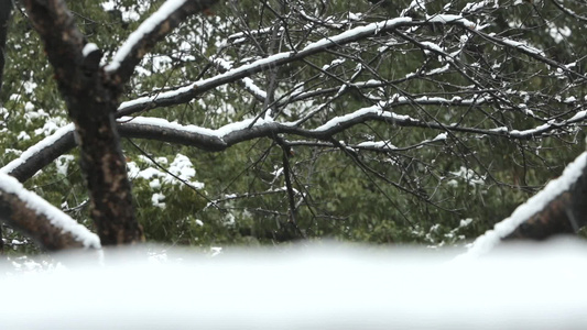 雪景树木风景视频