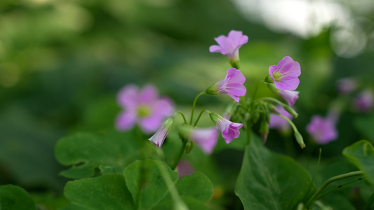 4K唯美鲜花视频