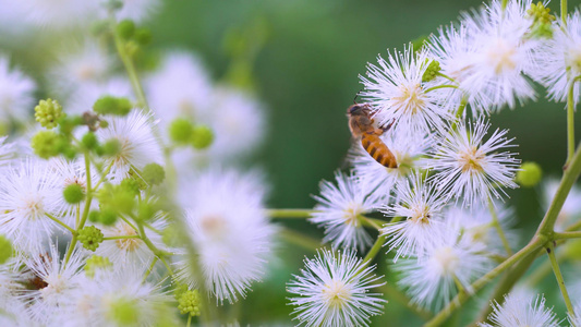 梦幻花朵勤劳蜜蜂工作视频