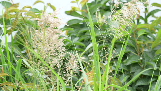 风吹芦苇实拍 视频