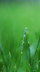 雨中草地小草风吹雨打绿植生机勃勃视频