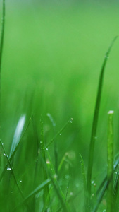 雨中草地小草风吹雨打绿植生机勃勃视频