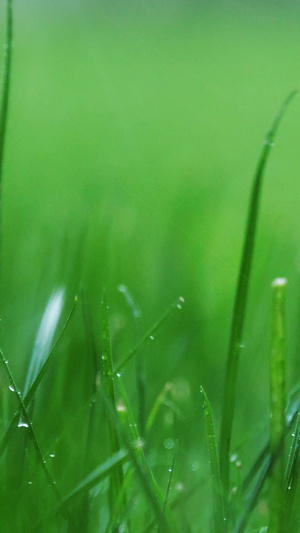 雨中草地小草风吹雨打绿植生机勃勃15秒视频