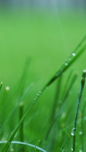 雨中草地小草风吹雨打绿植生机勃勃视频