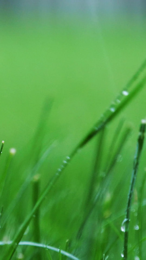 雨中草地小草风吹雨打绿植生机勃勃15秒视频