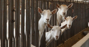 养羊畜牧养殖4K超清原始素材12秒视频