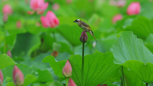 夏季里的精灵白头鹎视频