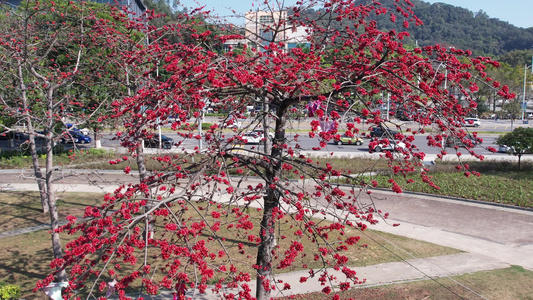 广东城市木棉花盛开航拍视频