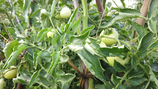 乡村蔬菜园西红柿种植视频