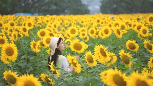 4K向日葵花海里的少女视频