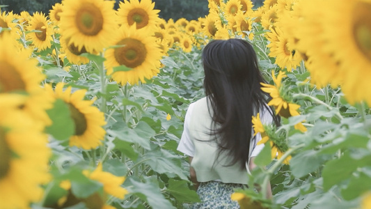 1080升格向日葵花海里奔跑的少女视频