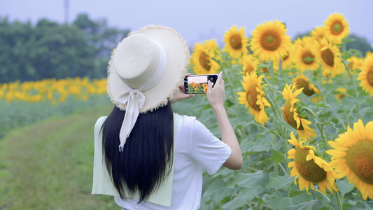 4K向日葵花海里的少女视频