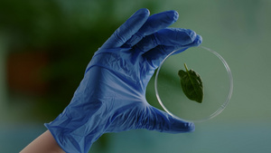 生物学家女性手握绿叶医疗样本的紧闭式胶片【竖版】14秒视频