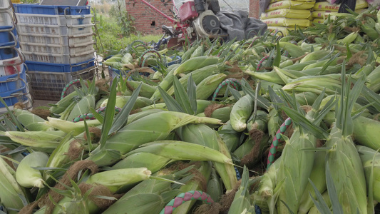 乡村蔬菜园玉米丰收4k实拍视频