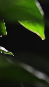 用茶壶倒水时蒸腾出水蒸气茶文化视频