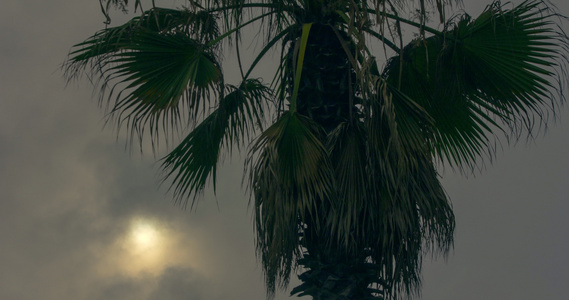 热带棕榈树环绕的日落时间过长视频