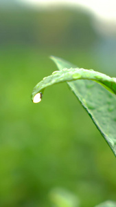 实拍茶树茶叶上的水滴特写茶叶嫩芽视频