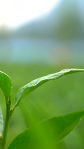 实拍茶树茶叶上的水滴特写茶树上的水滴特写视频