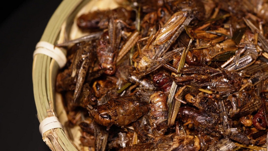 食用昆虫油炸蚂蚱蝗虫干炸蝗虫宠物饲料视频