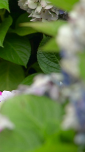 花开之季仙湖植物园视频