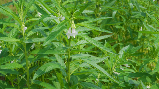 菜园里开花的芝麻植物视频