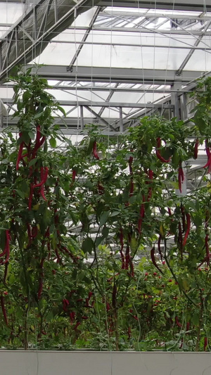 有机蔬菜辣椒移动镜头25秒视频