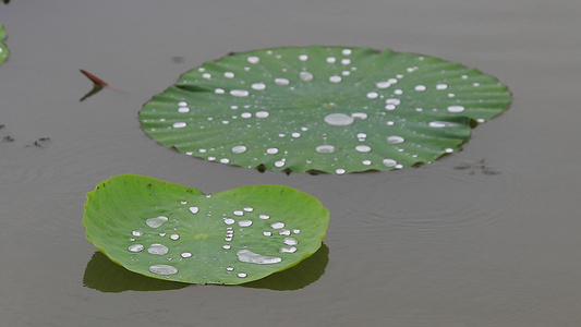 雨中的荷花9视频