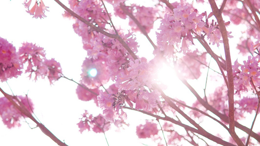 春日逆光紫花风铃花视频