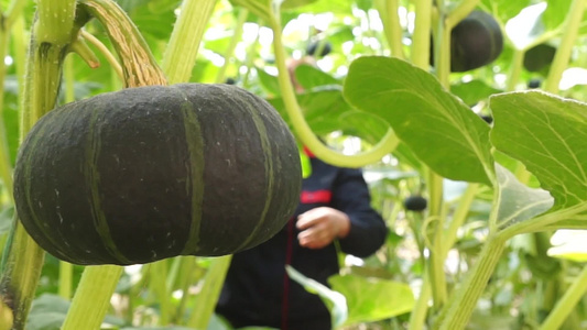 蔬菜大棚种植视频