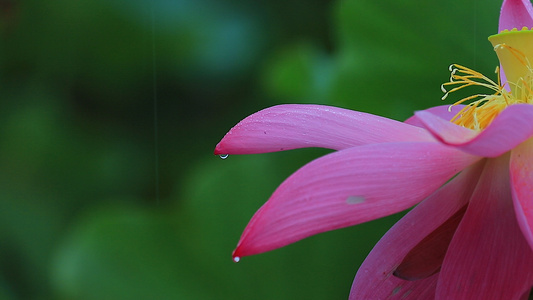 雨的的荷花14视频