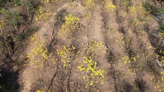 山上的黄花风铃木开花航拍视频