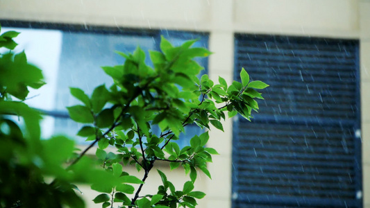 升格大雨雨滴暴雨雨水雨中绿植[复名]视频