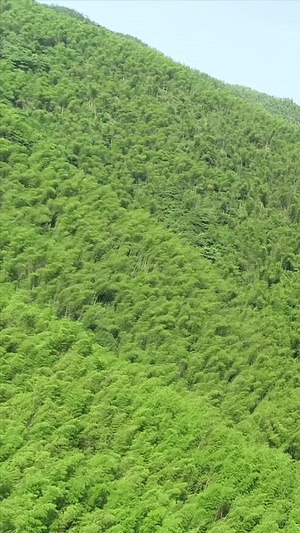 桃花江竹海航拍无人机54秒视频