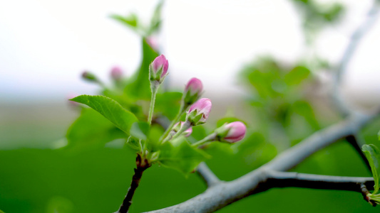 苹果花视频