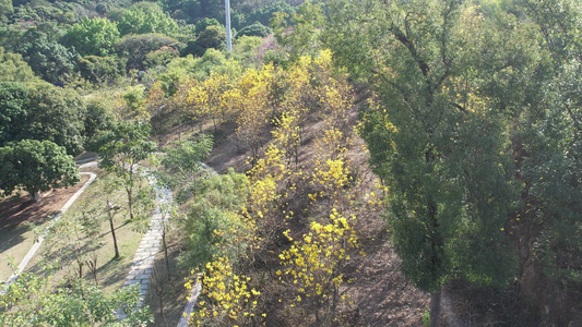 山上的黄花风铃木开花航拍视频