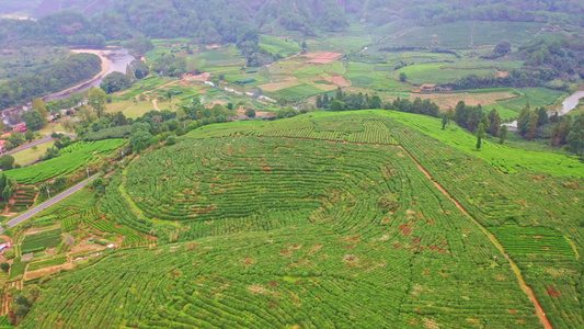 武夷山拇指茶园视频