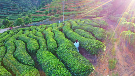 武夷山拇指茶园视频