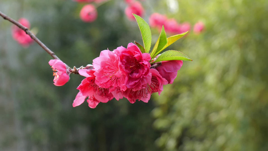 桃花 蜜蜂视频