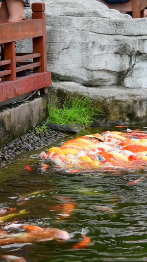 游客在给鲤鱼喂食淡水鱼17秒视频